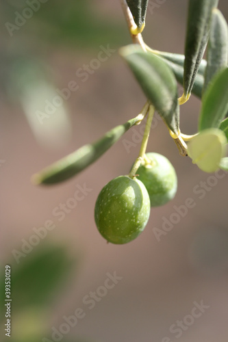 Wallpaper Mural Olive Torontodigital.ca