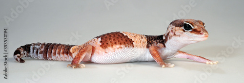 African fat-tailed gecko // Afrikanischer Fettschwanzgecko (Hemitheconyx caudicinctus) photo