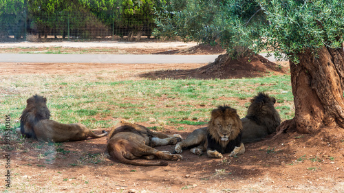 Animals from the Fasano safari zoo. Puglia