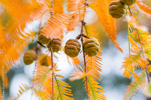 Metasequoia glyptostroboides tree, autumn and fall tree close-up in Tsinandali photo