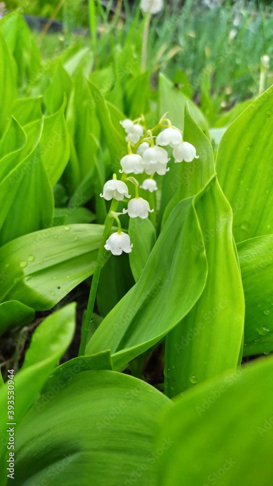 lily of the valley lily of the valley