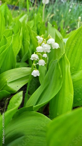 lily of the valley