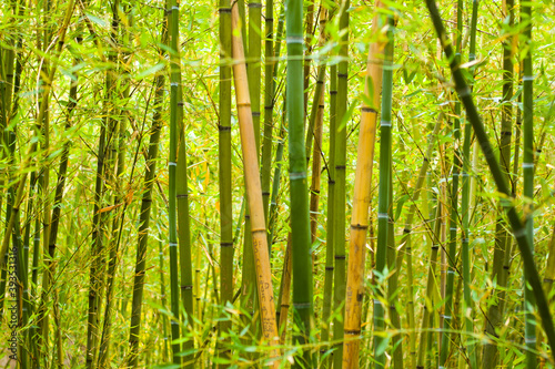 Bamboo forest background and view  landscape of green bamboo wild