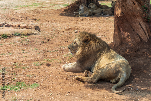 Animals from the Fasano safari zoo. Puglia