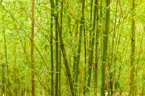 Bamboo forest background and view, landscape of green bamboo wild