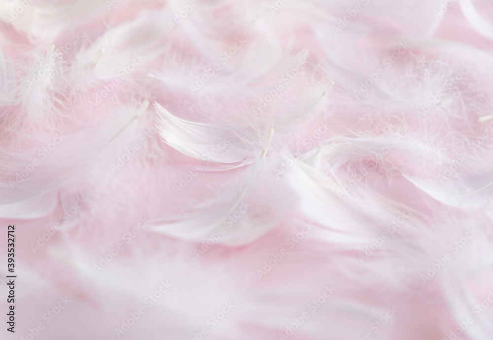 White feathers on a pink background. delicate background White feathers on a pink background. delicate background