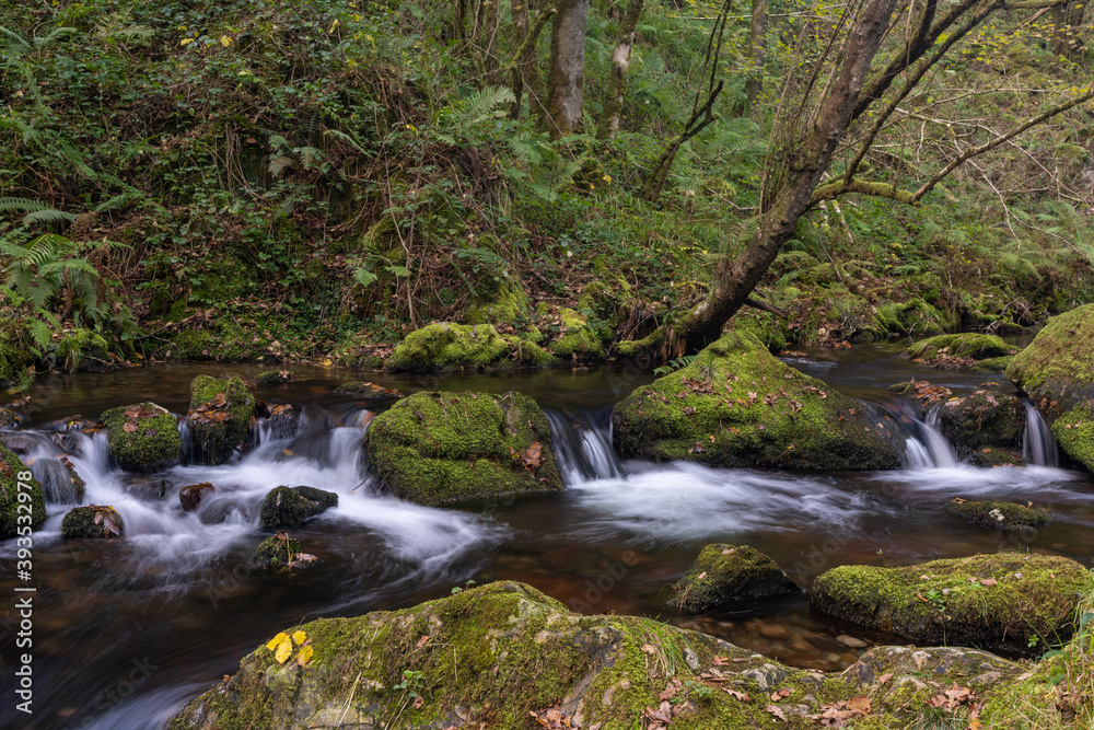 small creek running through thick and dense forest with moss covered rocks small creek running through thick and dense forest with moss covered rocks