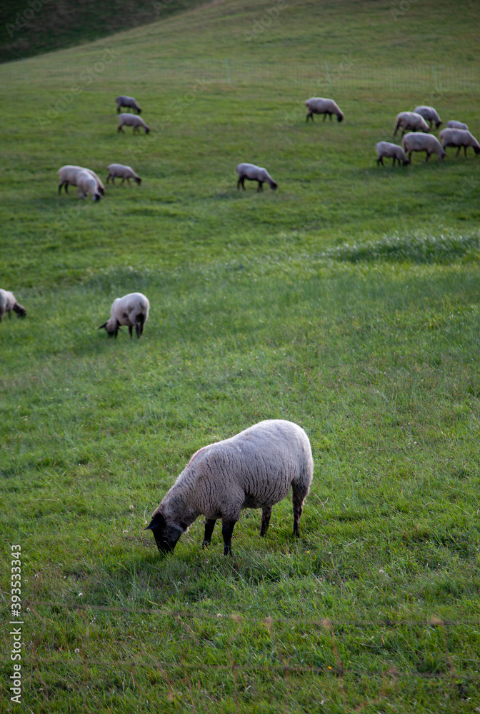 Ein Schaf mit seiner Herde im Hintergrund