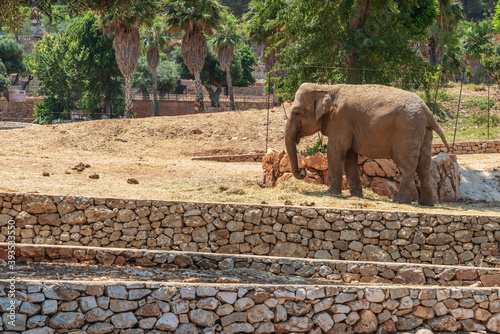 Animals from the Fasano safari zoo. Puglia photo