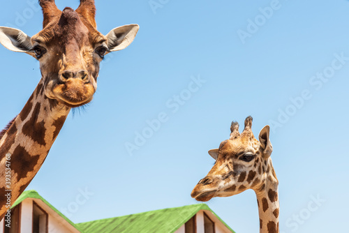 Animals from the Fasano safari zoo. Puglia