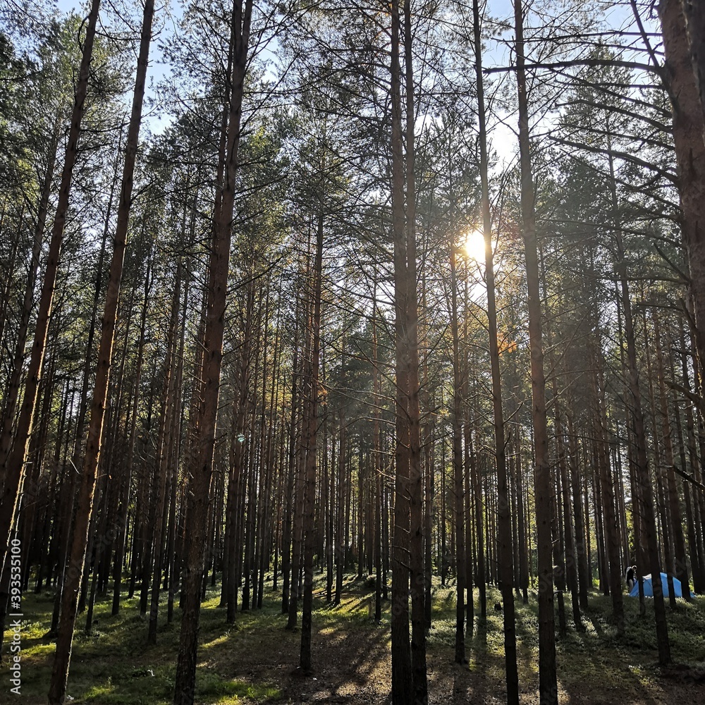 the sun shines through the grove the sun shines through the grove