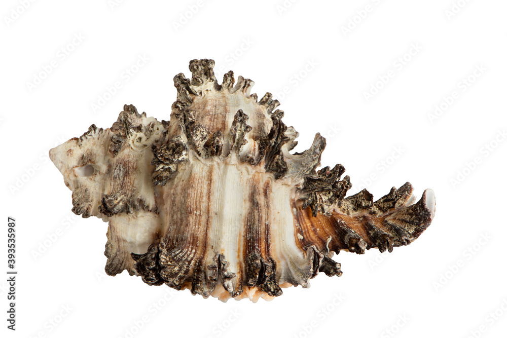 seashell from the Sea isolated on white background seashell from the Sea isolated on white background
