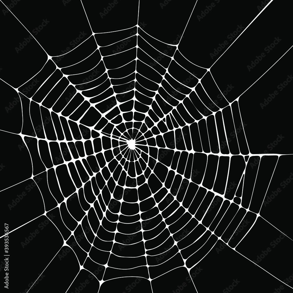 Fototapeta premium spider web