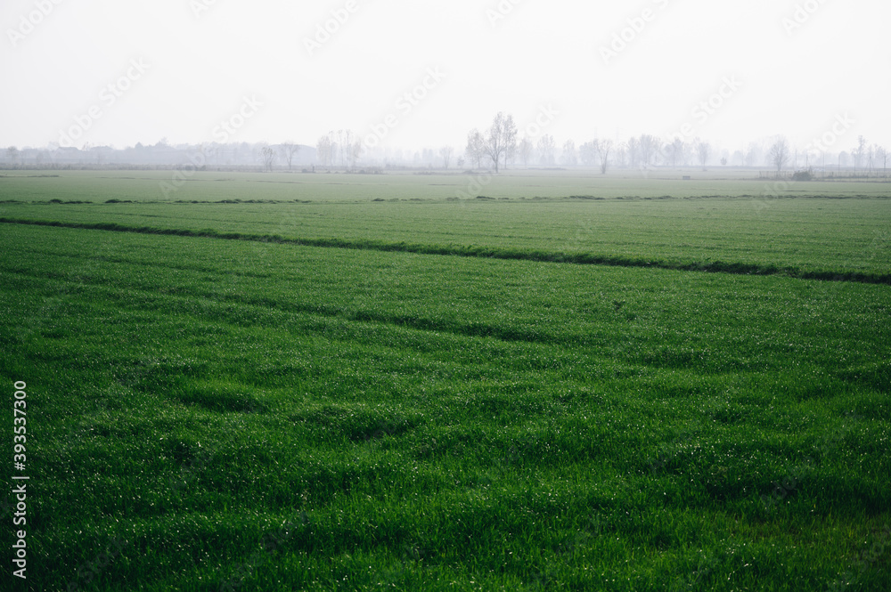Fototapeta premium paisaje campaña verde niebla otoño cespe