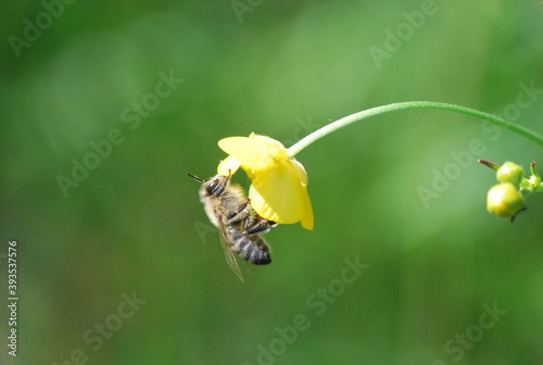 bee on yellow flower