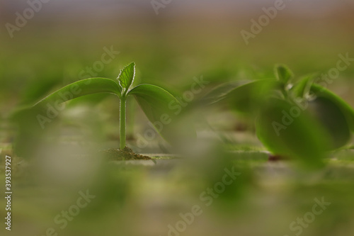 Plantation of seedlings of cucumbers in the greenhouse