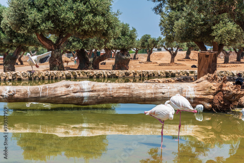 Animals from the Fasano safari zoo. Puglia photo