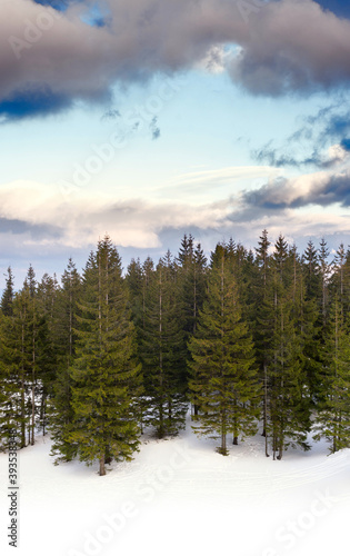 Snow-covered mountainside with green fir trees at sunrise.