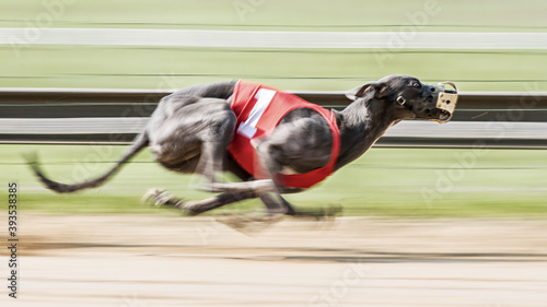 Fotografía Whippet auf der Rennbahn