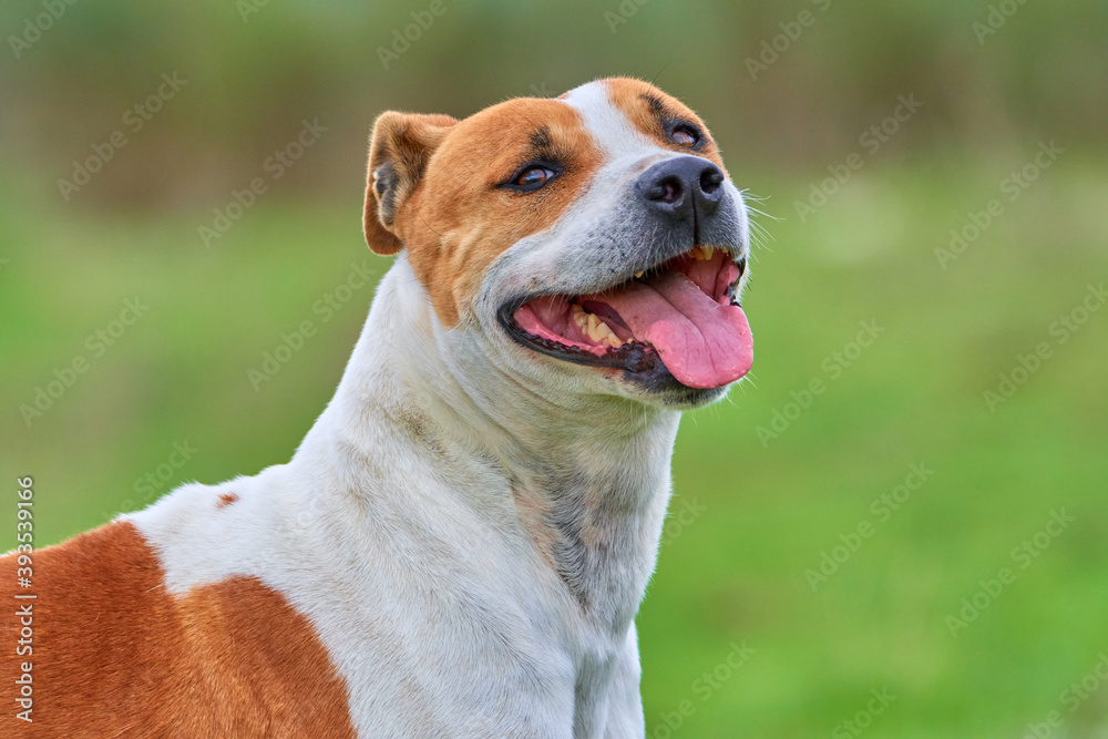 portrait of a purebred american pitbull terrier dog smiling with his tongue out while playing and having fun running around the field. copy space