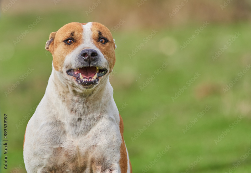 portrait of a purebred american pitbull terrier dog running across the field with his mouth open while playing and having fun. unfocused background. copy space