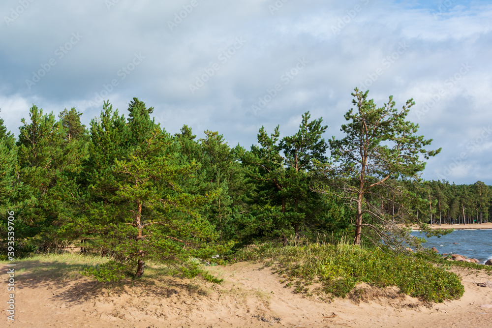 A sandy beach on the seashore with pine trees forest on a hilltop. Sand dunes with green grass against blue sky on a sunny clear day background. Bushes of red rose hips with a place for copy space.