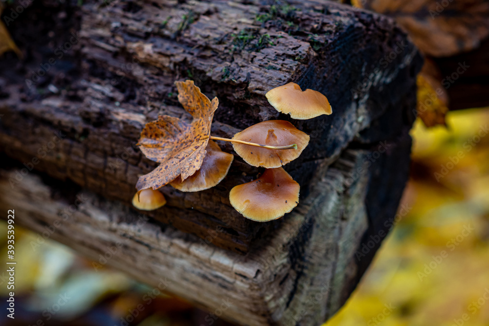 A closeup picture of fungus on a log. Blurry background with yellow autumn leaves A closeup picture of fungus on a log. Blurry background with yellow autumn leaves