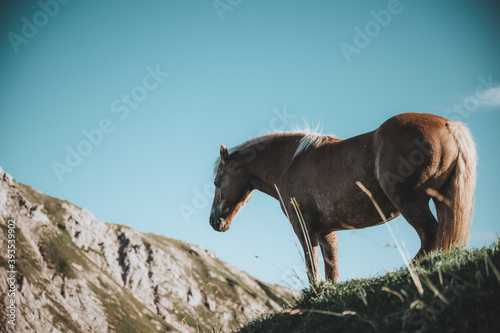 Pferde in   sterreich an der Roten Spitze  Tirol.