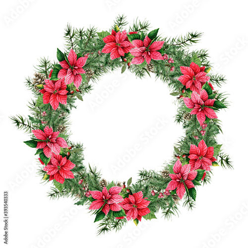 Watercolor Christmas Holly branches, berries and Spruce branches wreath. For card Design, invitations. Watercolor hand drawn isolated Holly branches and Fir wreath. Winter holiday. White background © Anton