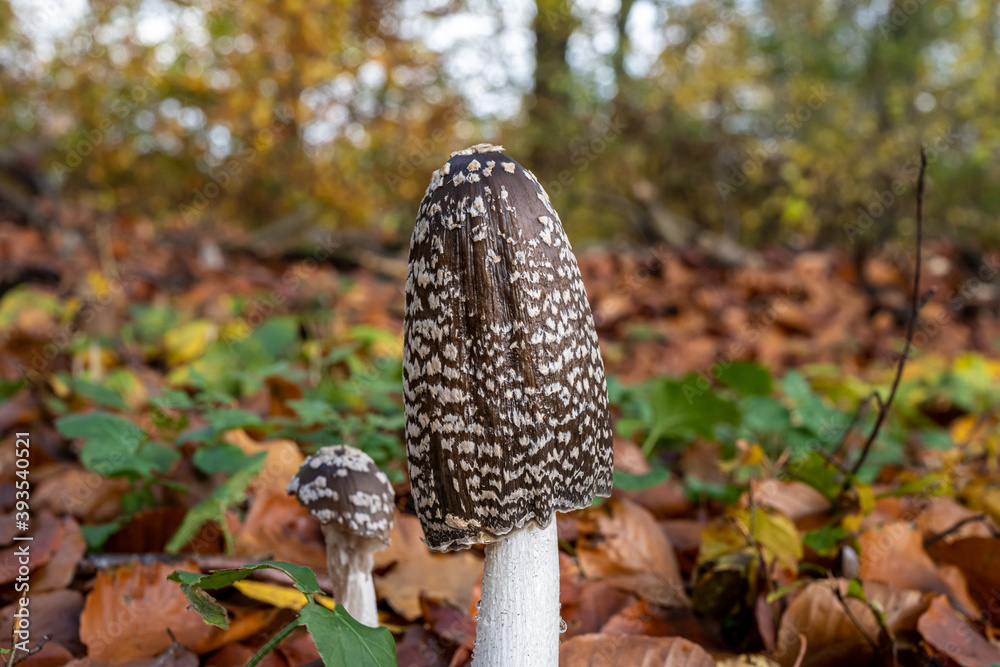 A picture of a brown fungus in a forest. Brown autumn leaves in the background A picture of a brown fungus in a forest. Brown autumn leaves in the background