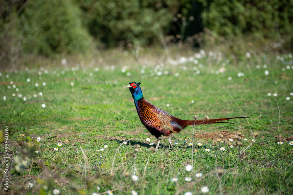 Ringneck Pheasant (Phasianus colchicus) male Ringneck Pheasant (Phasianus colchicus) male