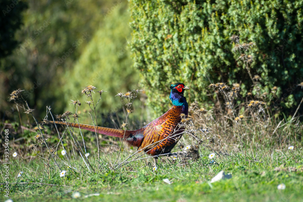 Fototapeta premium Ringneck Pheasant (Phasianus colchicus) male
