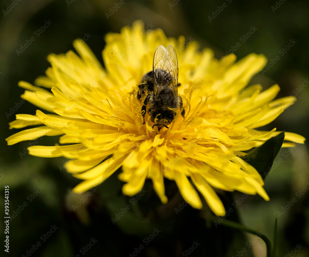 Abeille butineuse sur une fleur de pissenlit au Grand-Bornand, France Abeille butineuse sur une fleur de pissenlit au Grand-Bornand, France