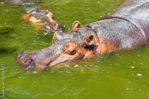 Animals from the Fasano safari zoo. Puglia