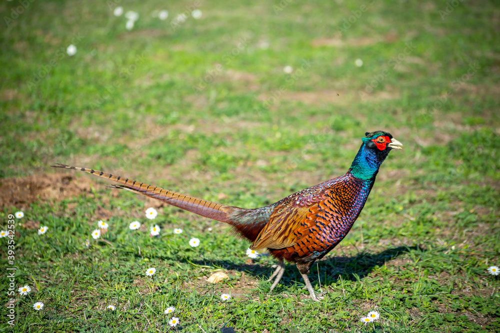 Fototapeta premium Ringneck Pheasant (Phasianus colchicus) male
