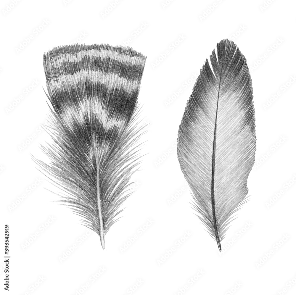 Feather pencil drawing deals