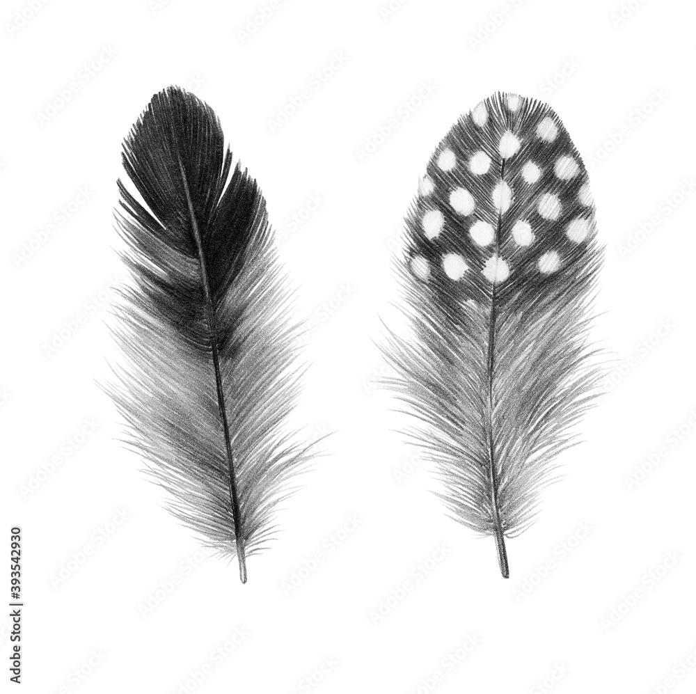 Feather 2024 pencil drawing