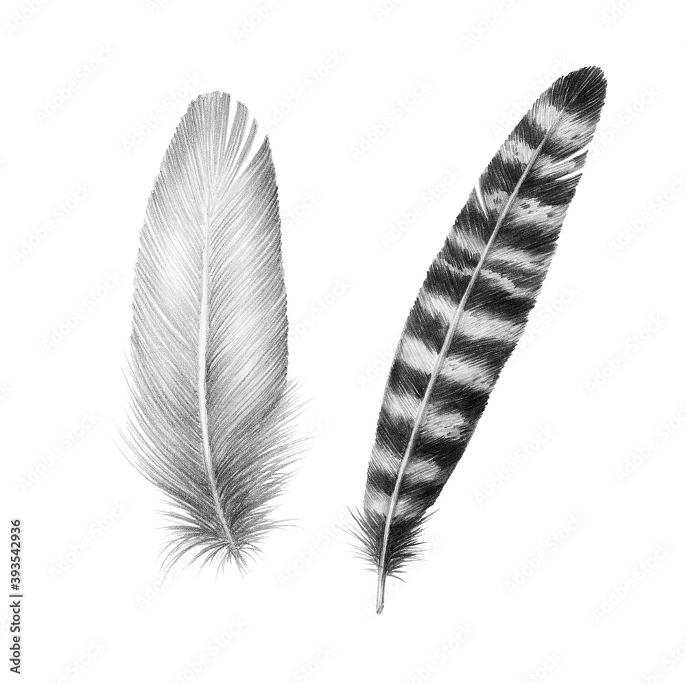 Beautiful hand drawn peacock feather doodle ink sketch isolated on white  background Vintage vector illustration Stock Vector  Adobe Stock