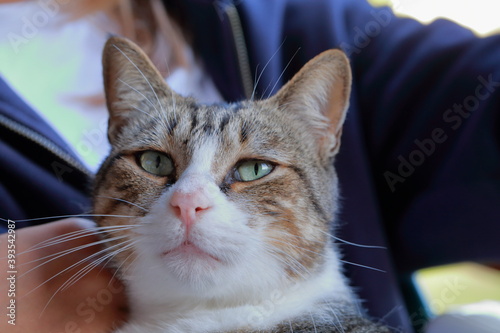 Primo piano di un tenero gatto maschio in braccio a giovane ragazza con il viso nascosto.