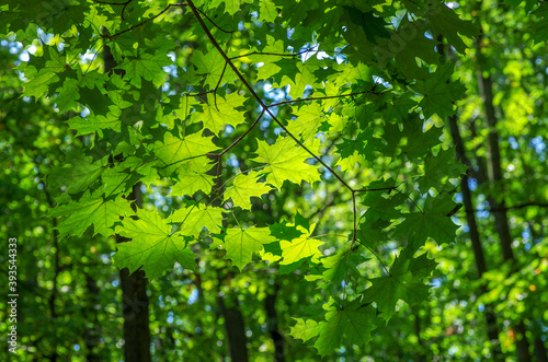 Green leaves on maple tree