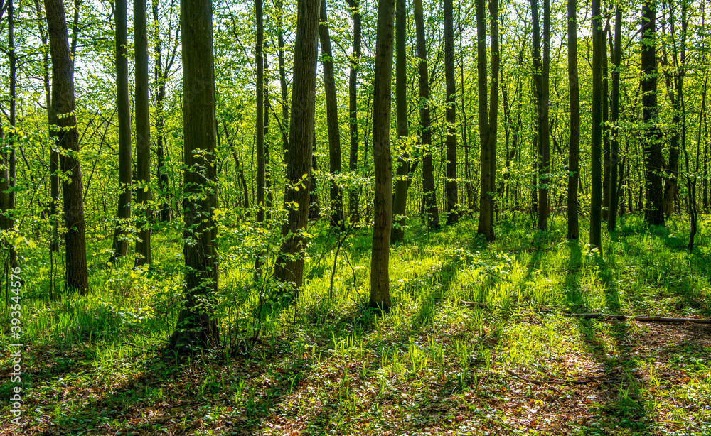 Forest trees. nature green wood sunlight backgrounds Forest trees. nature green wood sunlight backgrounds