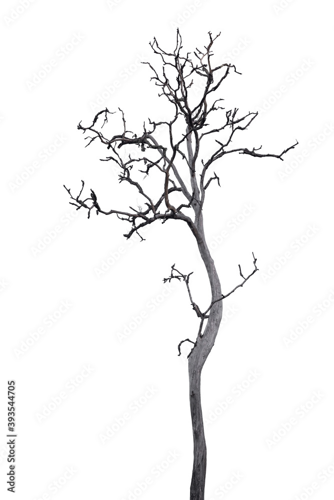Obraz premium Death tree isolated on white background with clipping path