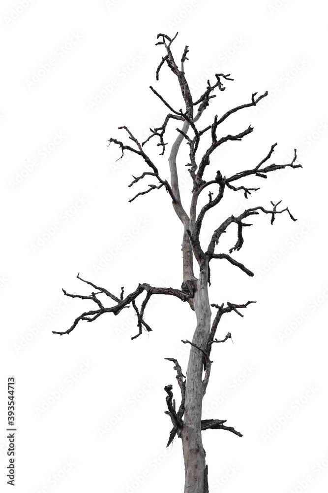 Death tree isolated on white background with clipping path Death tree isolated on white background with clipping path
