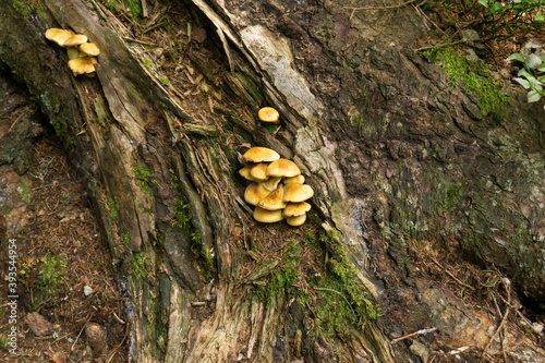 Mushroom in the forest that surrounds Feldsee lake at Feldberg mountain, Black Forest, Baden-Württemberg, Germany photo