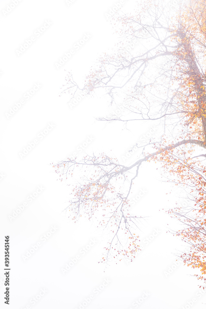 Fototapeta premium Trees in the forest in fog in autumn