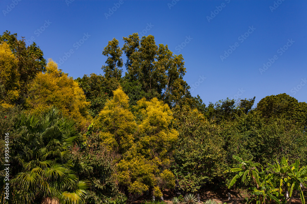 Tree with yellow flowers under the blue sky Tree with yellow flowers under the blue sky