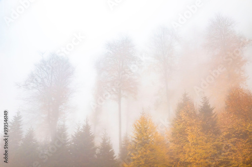 Trees in the forest in fog in autumn