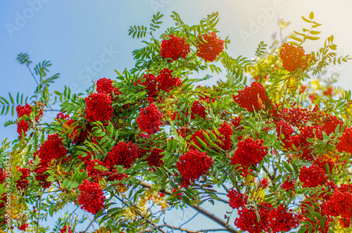 Rowan tree, close-up of bright rowan berries on a tree