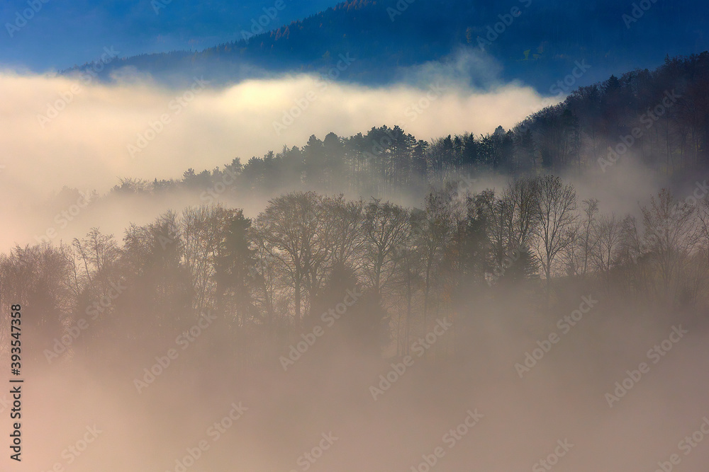Fototapeta premium Herbstliche Stimmung - Wald im Nebel