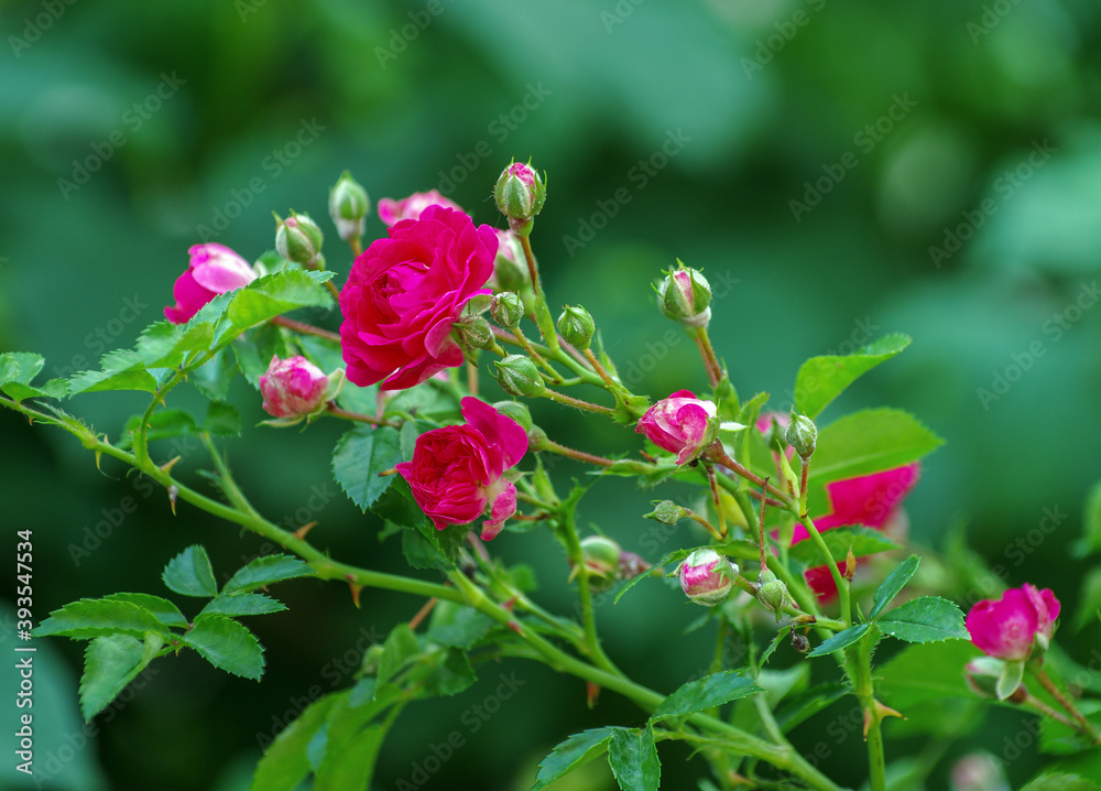 Pink roses on the bush, macro, rose garden Pink roses on the bush, macro, rose garden